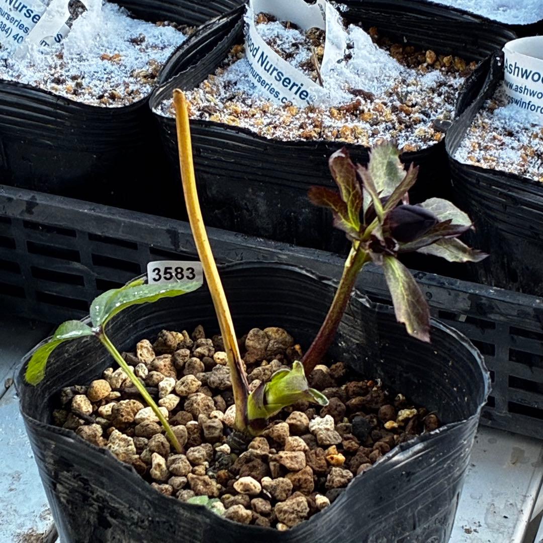 ｍ*a様 3583☘️蕾花付き☘️⭐️真黒⭐️小輪⭐️超多弁⭐️広瀬園芸⭐️