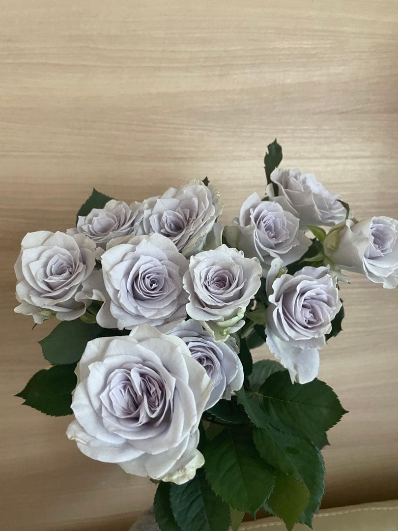 バラ開花大苗