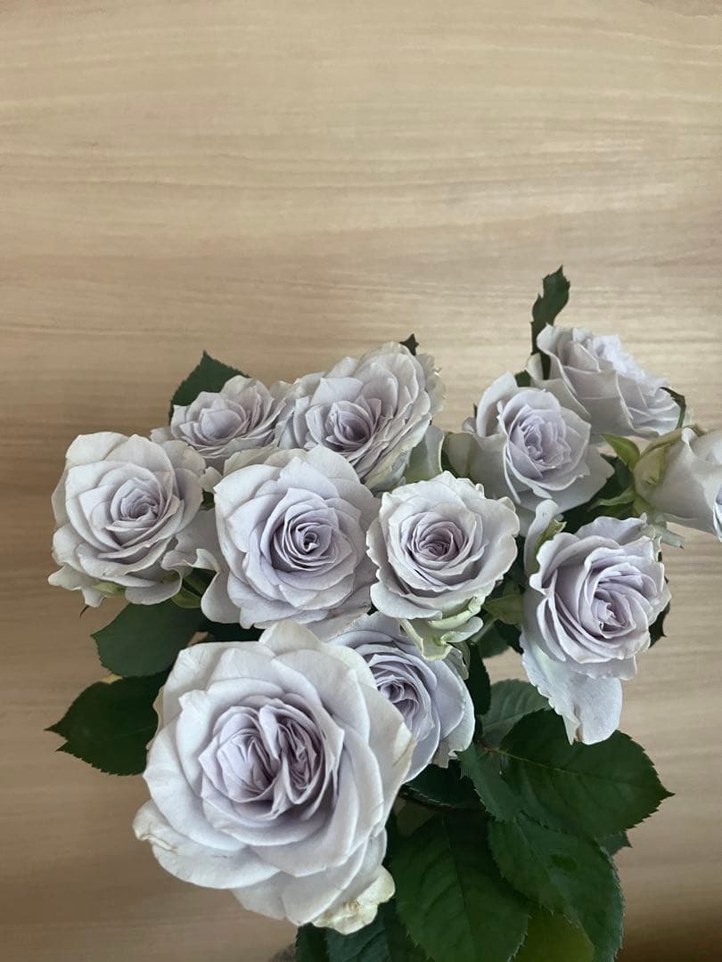 バラ開花大苗