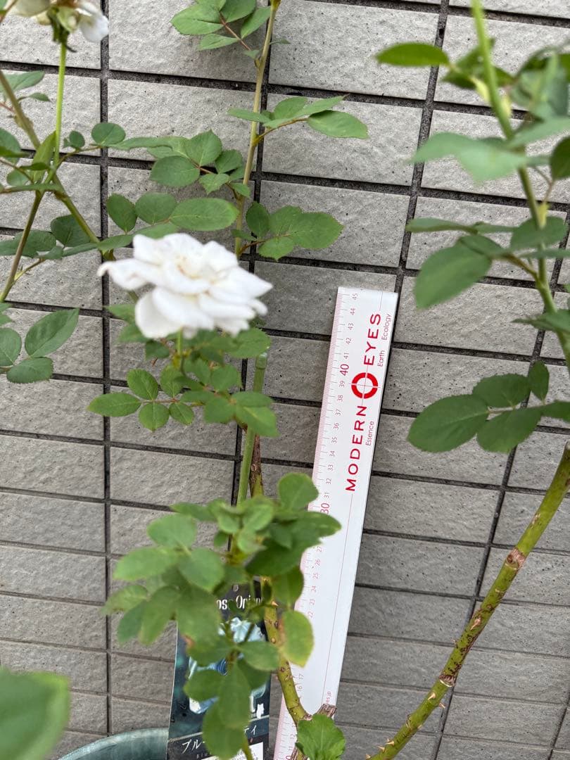バラ開花大苗