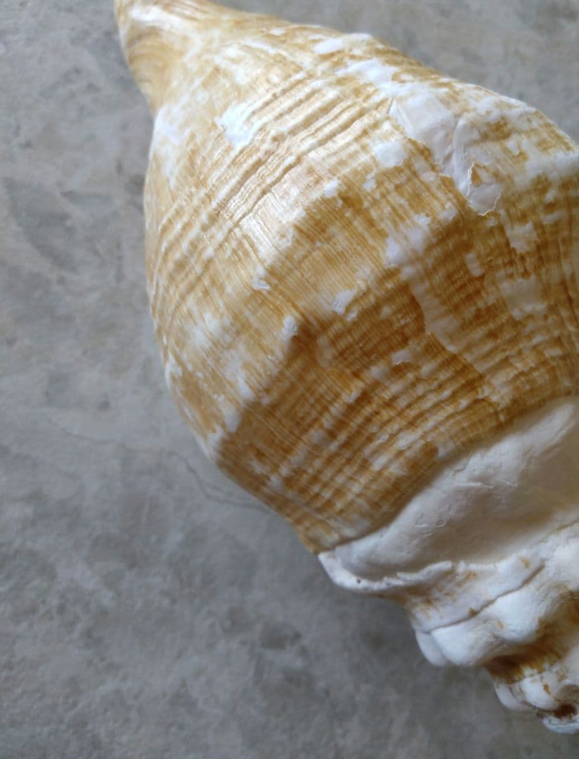 【大きい！】巻貝さん☆　貝殻　エアプランツ　シーグラスアート　標本　巻貝