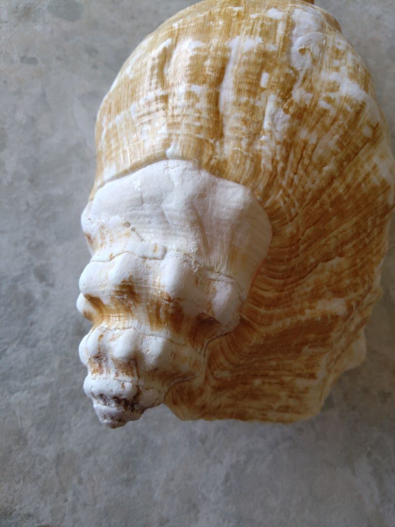 【大きい！】巻貝さん☆　貝殻　エアプランツ　シーグラスアート　標本　巻貝
