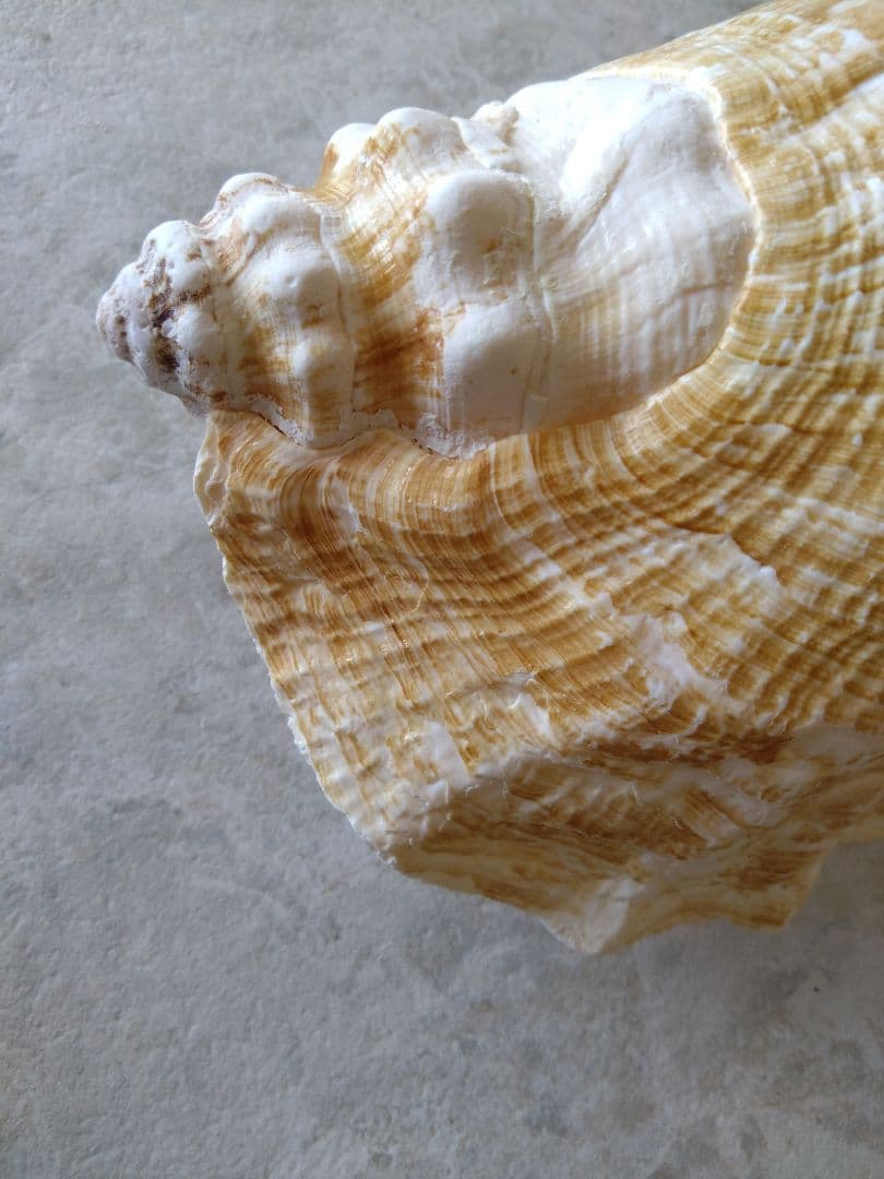 【大きい！】巻貝さん☆　貝殻　エアプランツ　シーグラスアート　標本　巻貝
