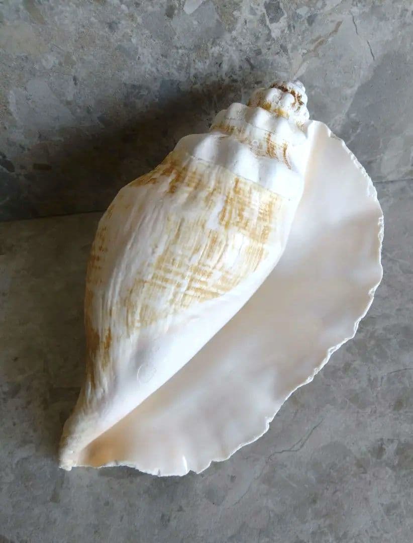 【大きい！】巻貝さん☆　貝殻　エアプランツ　シーグラスアート　標本　巻貝