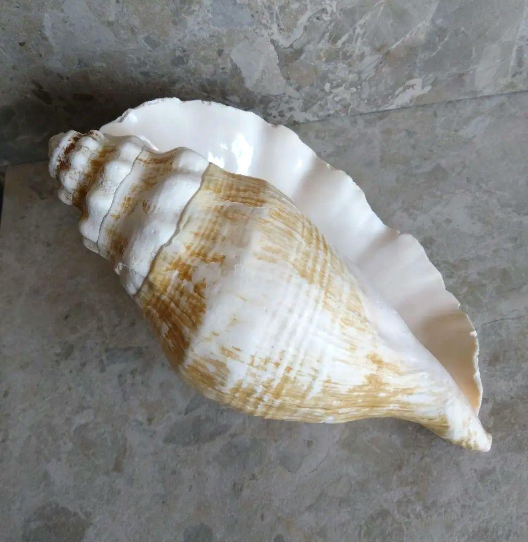 【大きい！】巻貝さん☆　貝殻　エアプランツ　シーグラスアート　標本　巻貝