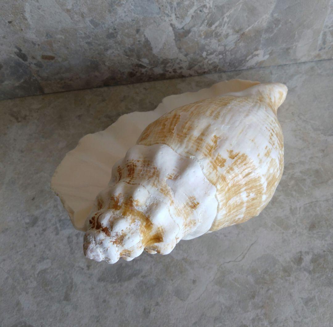 【大きい！】巻貝さん☆　貝殻　エアプランツ　シーグラスアート　標本　巻貝
