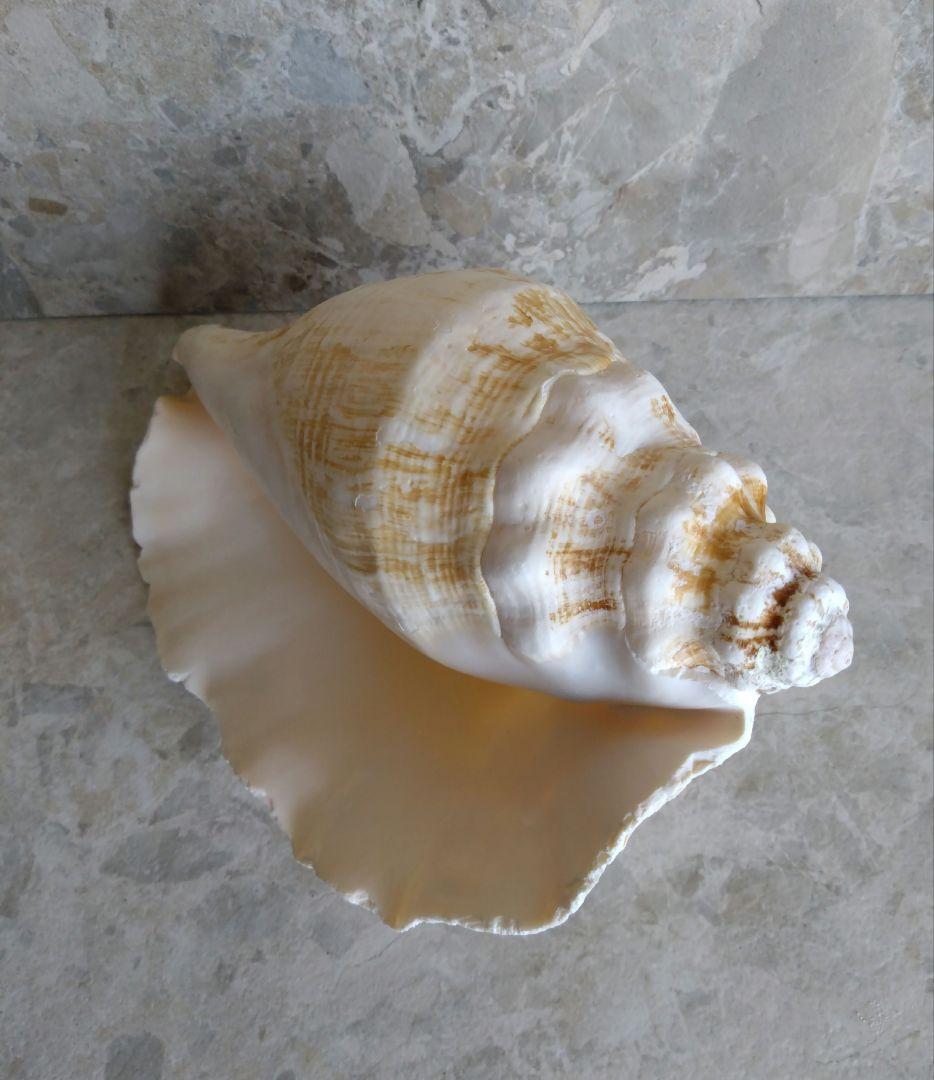 【大きい！】巻貝さん☆　貝殻　エアプランツ　シーグラスアート　標本　巻貝