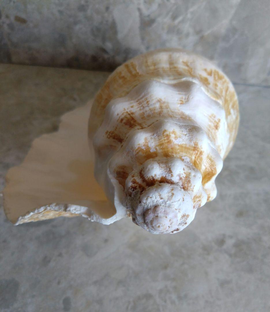 【大きい！】巻貝さん☆　貝殻　エアプランツ　シーグラスアート　標本　巻貝