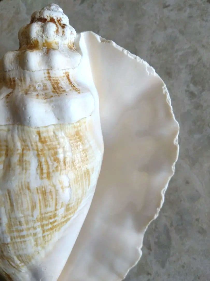 【大きい！】巻貝さん☆　貝殻　エアプランツ　シーグラスアート　標本　巻貝