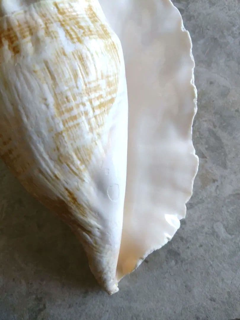 【大きい！】巻貝さん☆　貝殻　エアプランツ　シーグラスアート　標本　巻貝