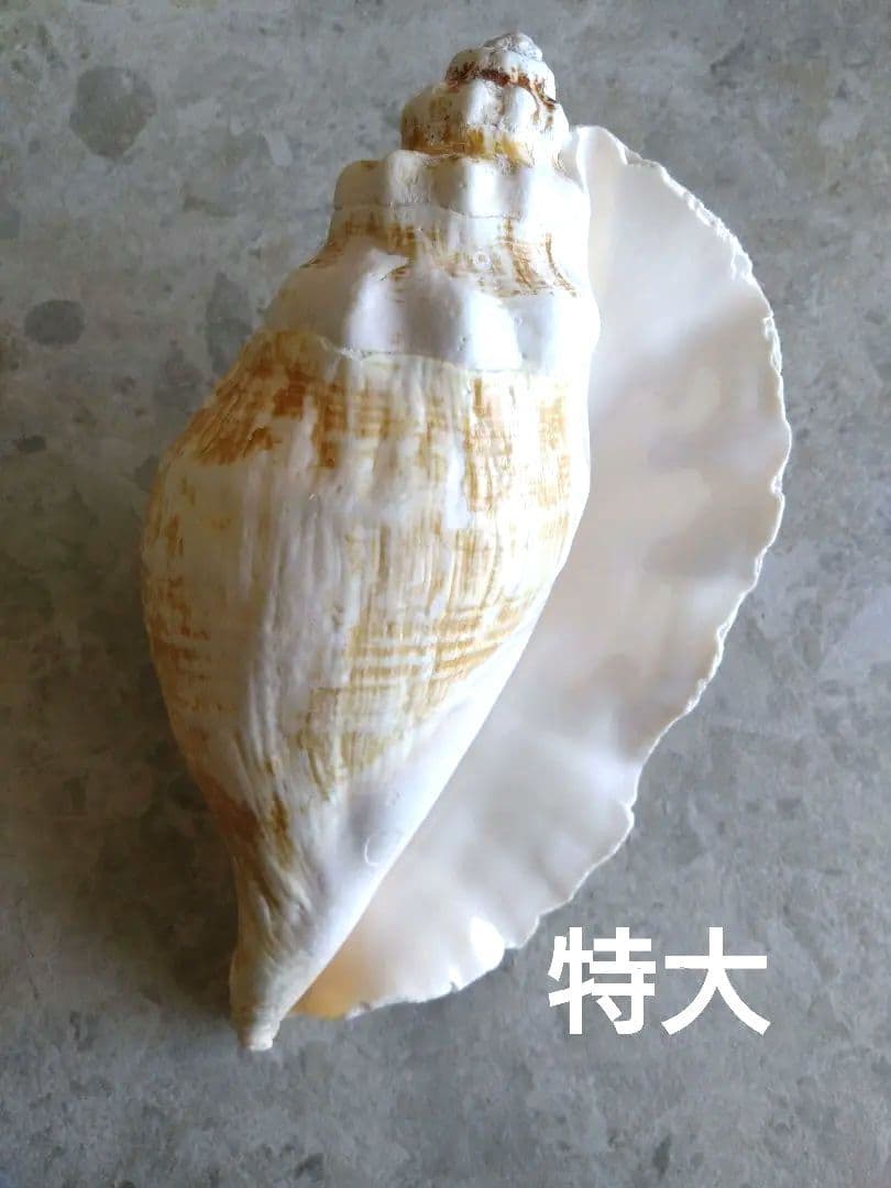 【大きい！】巻貝さん☆　貝殻　エアプランツ　シーグラスアート　標本　巻貝