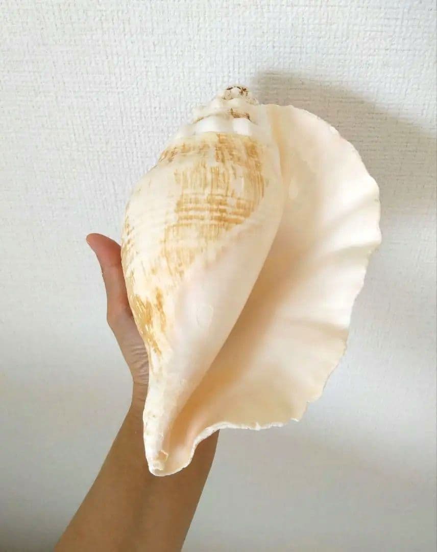 【大きい！】巻貝さん☆　貝殻　エアプランツ　シーグラスアート　標本　巻貝