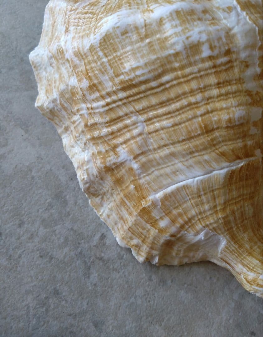 【大きい！】巻貝さん☆　貝殻　エアプランツ　シーグラスアート　標本　巻貝