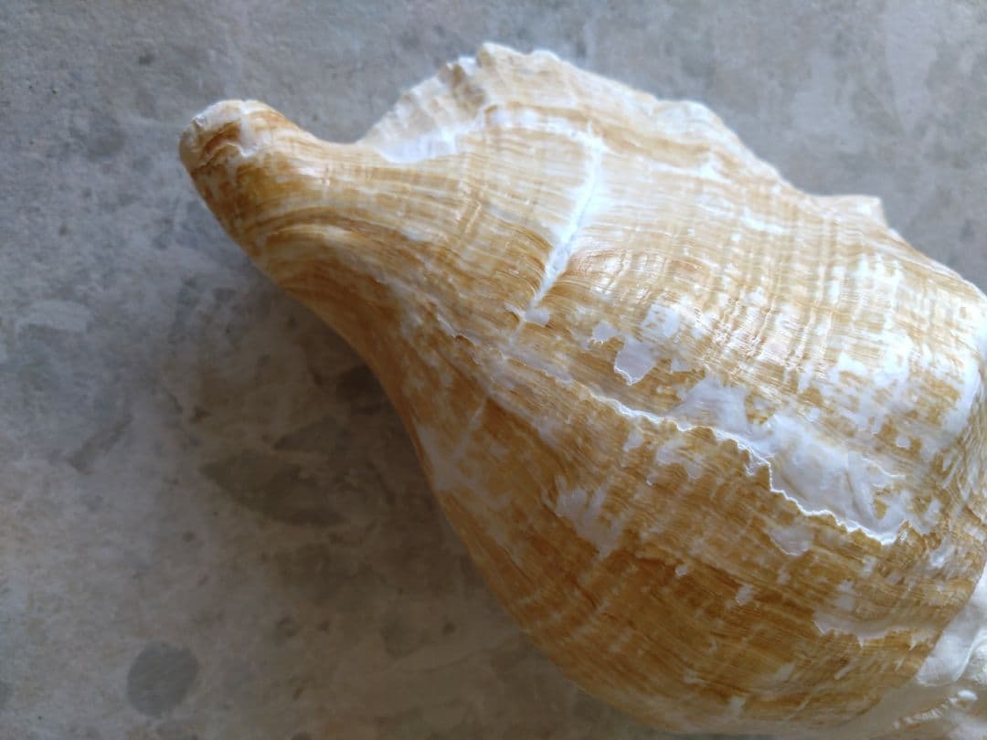 【大きい！】巻貝さん☆　貝殻　エアプランツ　シーグラスアート　標本　巻貝