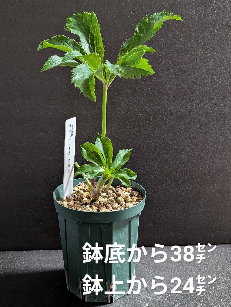 ★クリスマスローズ：野田園芸【ホワイト・ダブル・多弁花】花芽付き