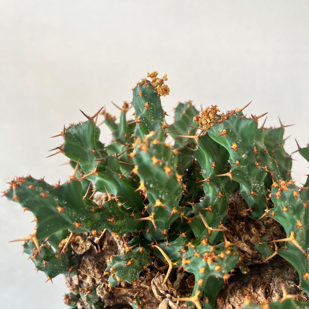 ユーフォルビア　クラビゲラ　現地球　Euphorbia clavigera Ⅱ