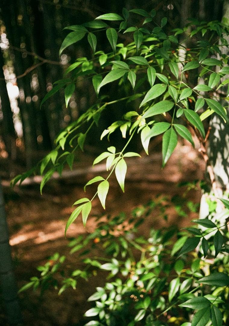 Olympus Pen D3 実写済み コンパクトフィルムカメラ