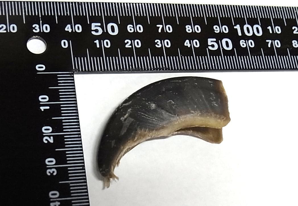 シロクマの爪（前足）1点のみ　※CITES書類付