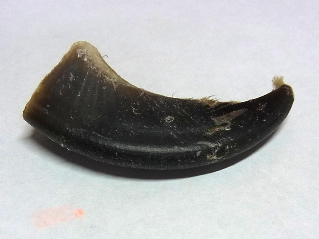シロクマの爪（前足）1点のみ　※CITES書類付