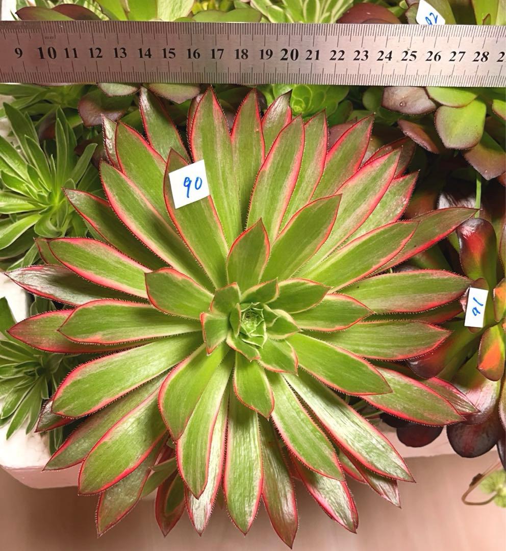 90#多肉アエオニウム錦コーニッシュトリビュート錦❤️1大頭5小頭 21cm拔き苗