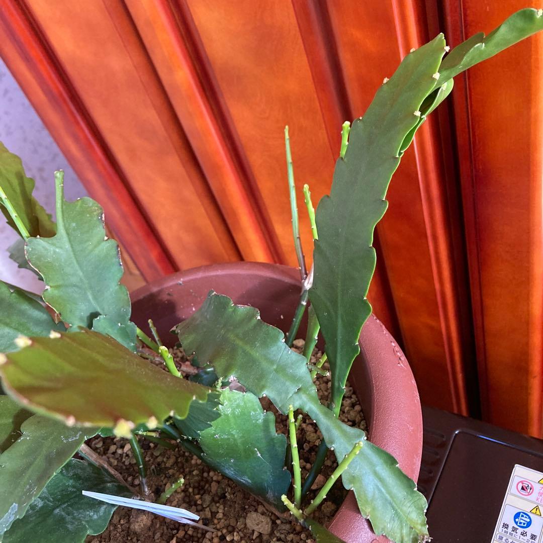 ワンワン　１３番 孔雀サボテン港まつり