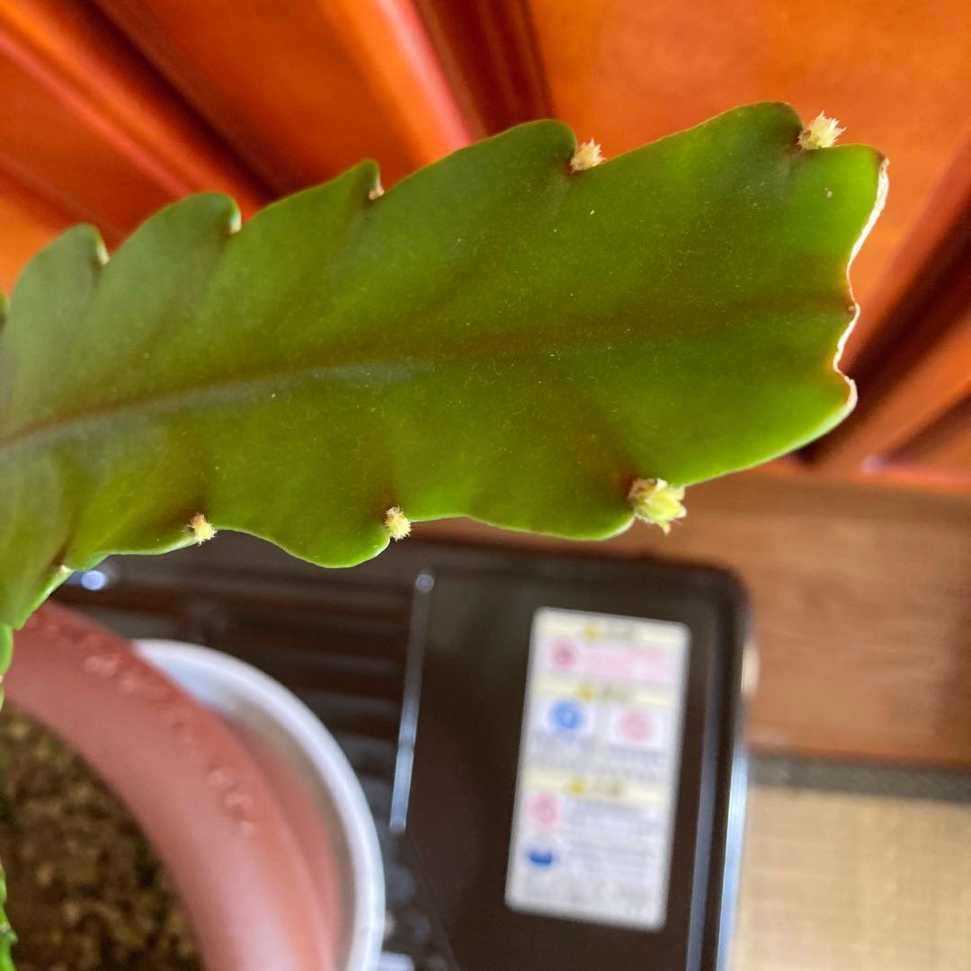 ワンワン　１３番 孔雀サボテン港まつり