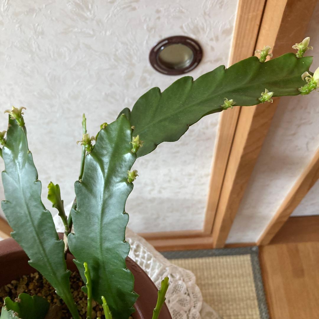 ワンワン　１３番 孔雀サボテン港まつり