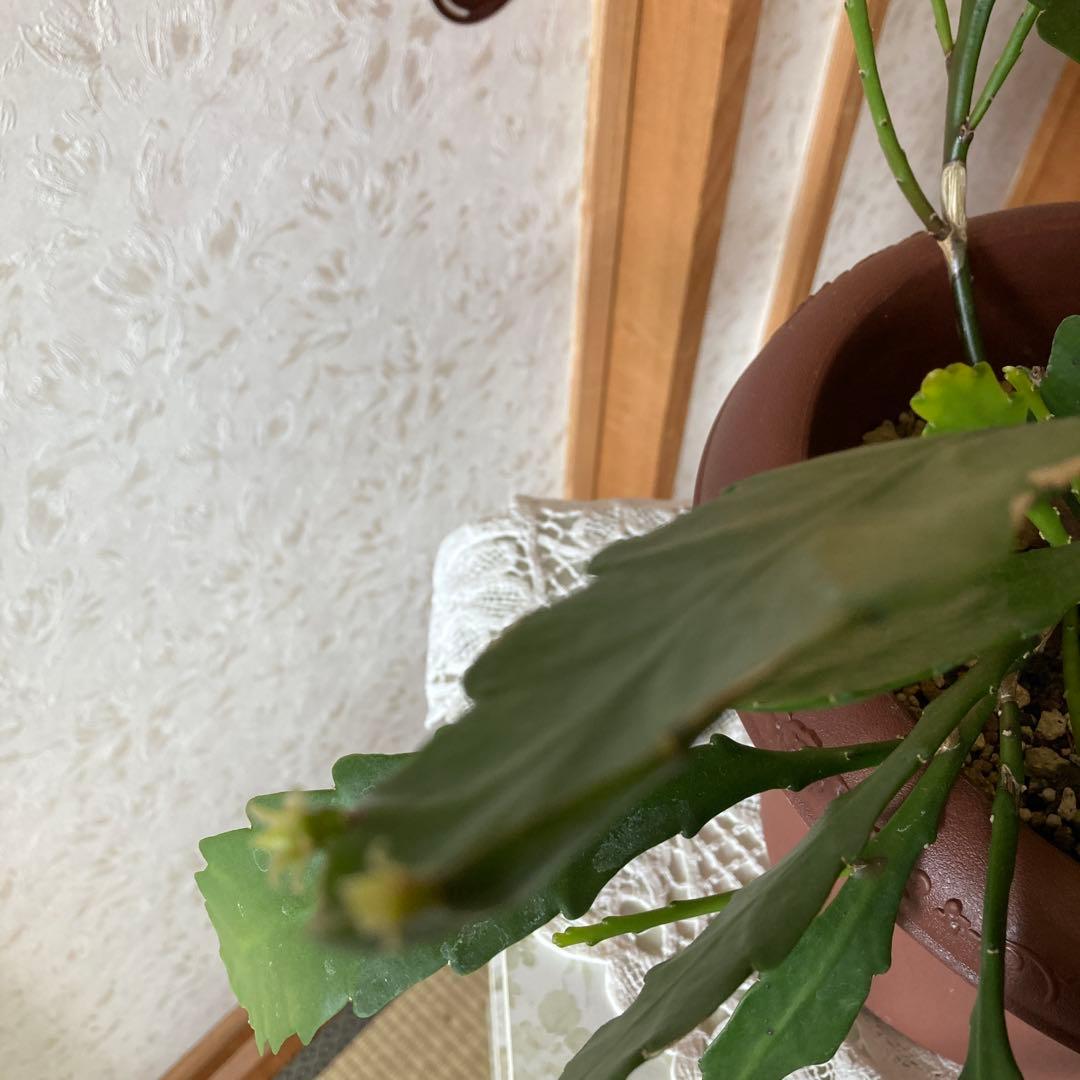 ワンワン　１３番 孔雀サボテン港まつり