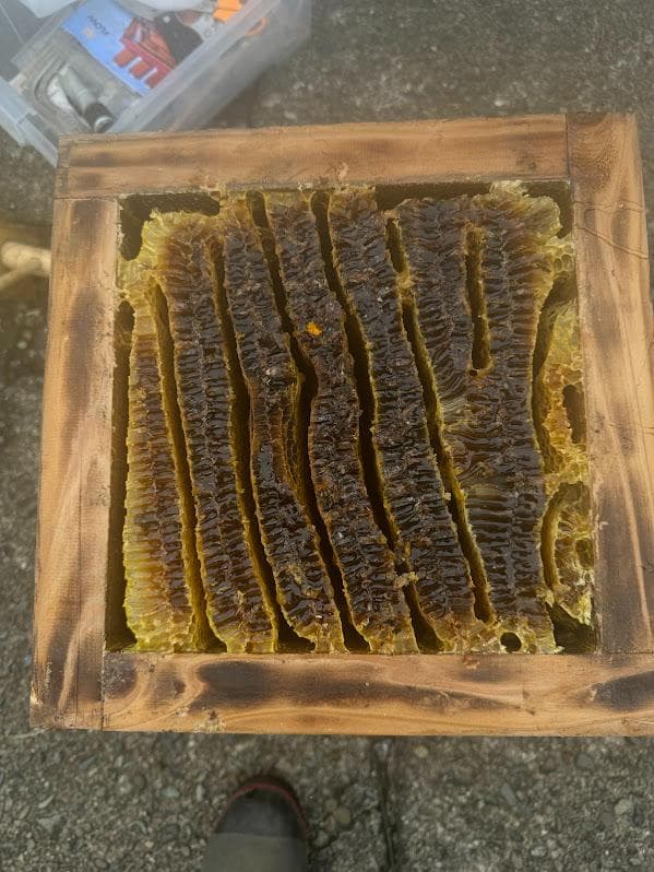 日本蜜蜂 重箱式巣箱4段 スライド底板 付巣門台座　スノコ＋スイスイスカッター