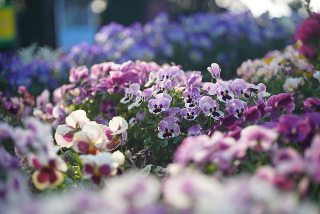 【動作確認済実用品】CANON AE-1＆New FD 50mm f1.8電池付