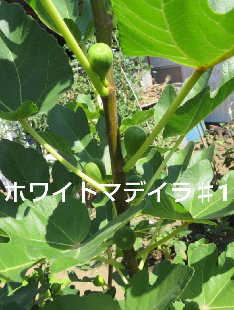cottesloeです。イチジク穂木7本