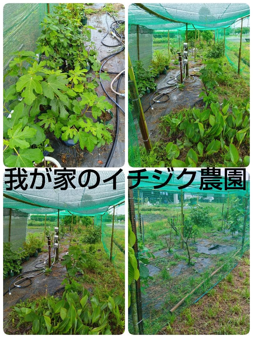 cottesloeです。イチジク穂木7本