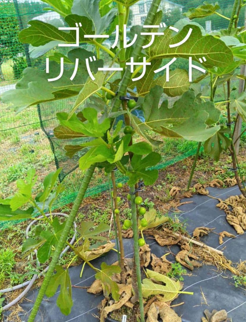 cottesloeです。イチジク穂木7本