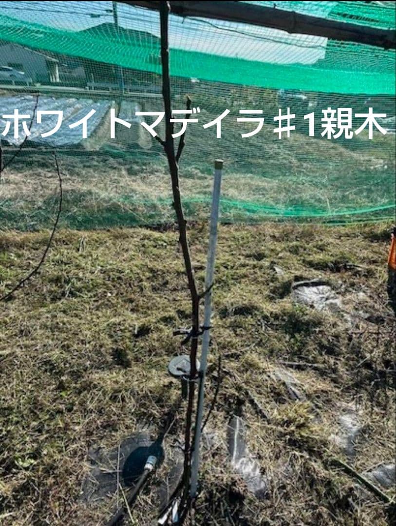 cottesloeです。イチジク穂木7本