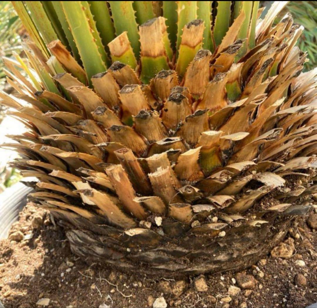 極耐寒性ダシリリオン　ミキワネンシス大株◇ドライガーデン　ユッカ　アガベ ヤシ