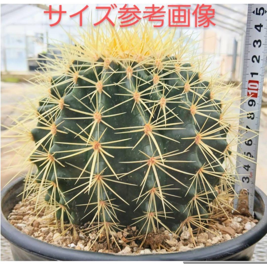サボテン　金鯱　抜き苗　2個