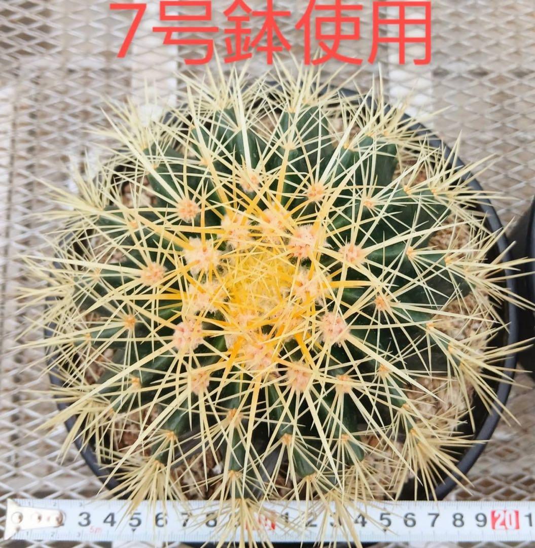 サボテン　金鯱　抜き苗　2個