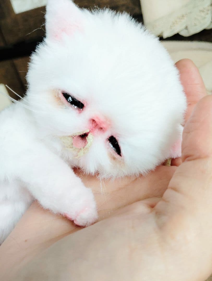 ママ〜ミルクちょうだい♡生後１０日♡赤ちゃん子猫♡アートドール♡ぬいぐるみ♡