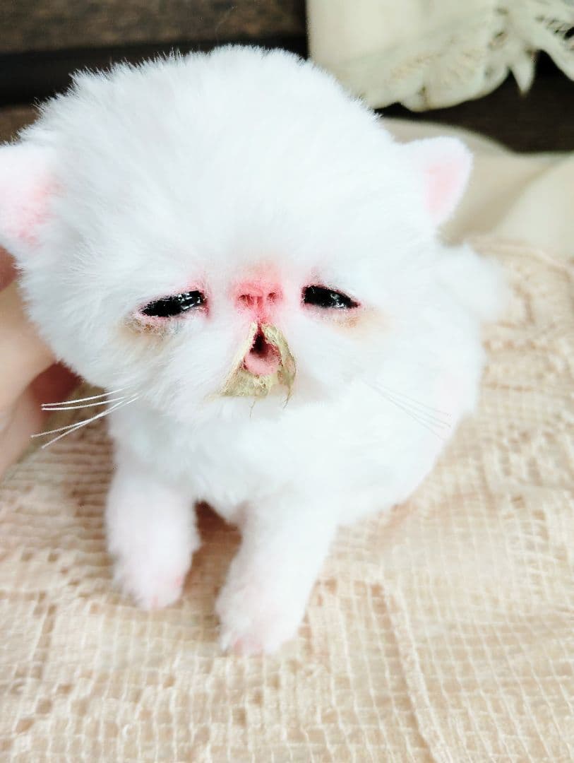 ママ〜ミルクちょうだい♡生後１０日♡赤ちゃん子猫♡アートドール♡ぬいぐるみ♡