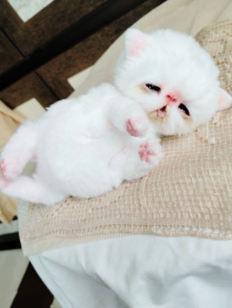 ママ〜ミルクちょうだい♡生後１０日♡赤ちゃん子猫♡アートドール♡ぬいぐるみ♡