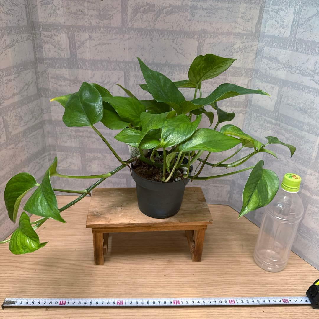 ☘観葉植物☘ポトス ビクトリー①