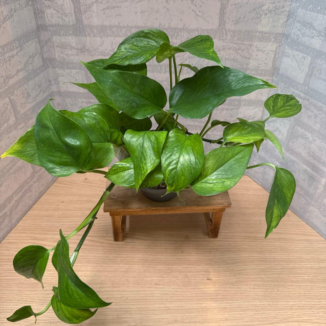 ☘観葉植物☘ポトス ビクトリー①