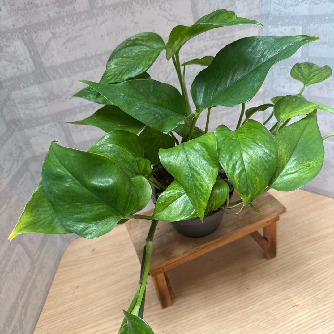 ☘観葉植物☘ポトス ビクトリー①