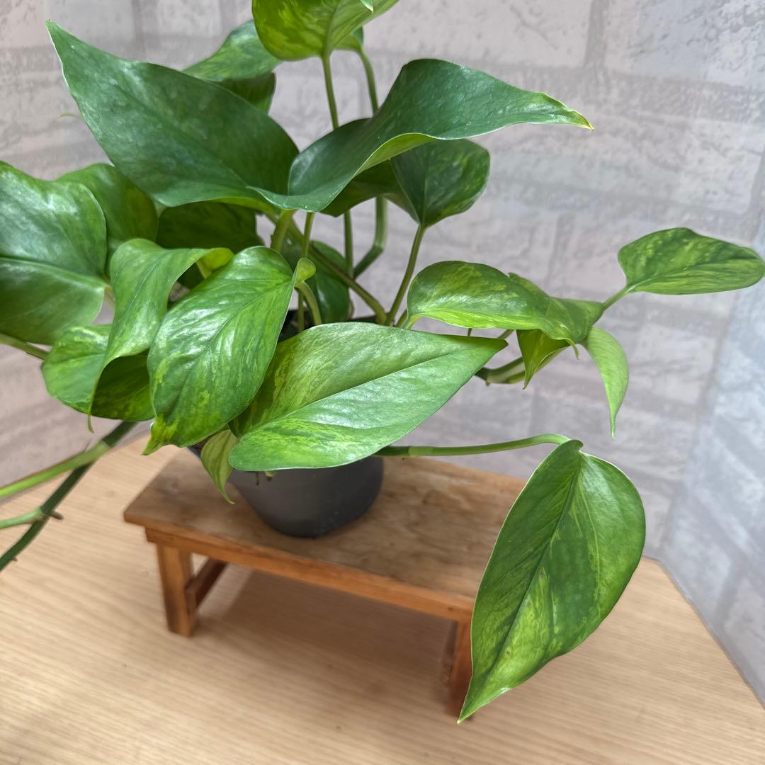 ☘観葉植物☘ポトス ビクトリー①