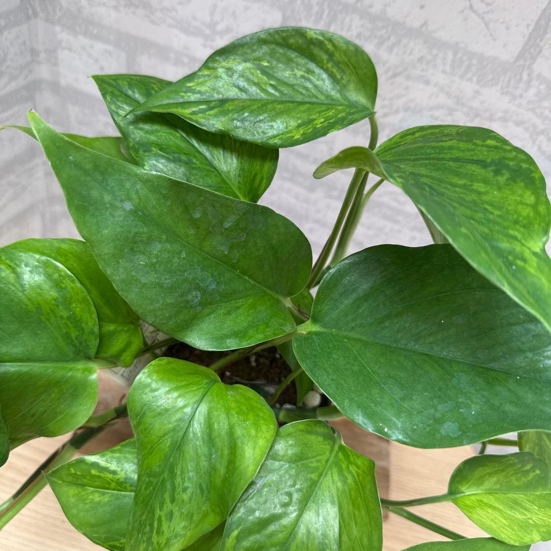 ☘観葉植物☘ポトス ビクトリー①