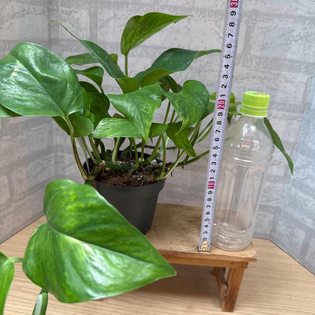 ☘観葉植物☘ポトス ビクトリー①