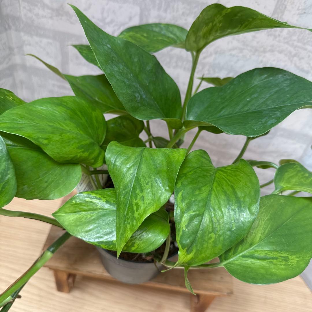 ☘観葉植物☘ポトス ビクトリー①