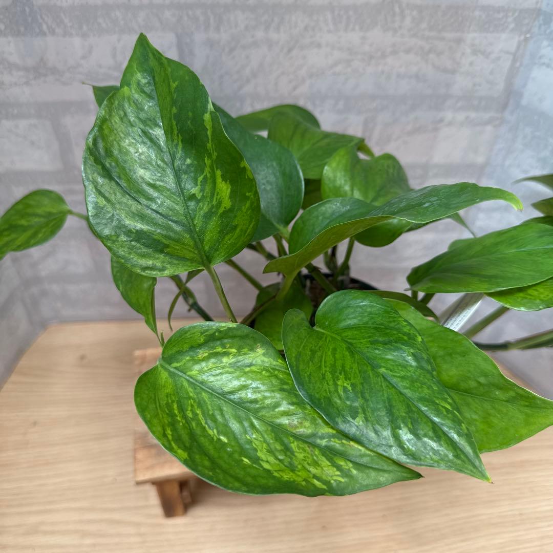 ☘観葉植物☘ポトス ビクトリー①