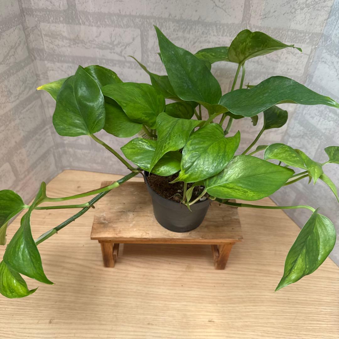 ☘観葉植物☘ポトス ビクトリー①