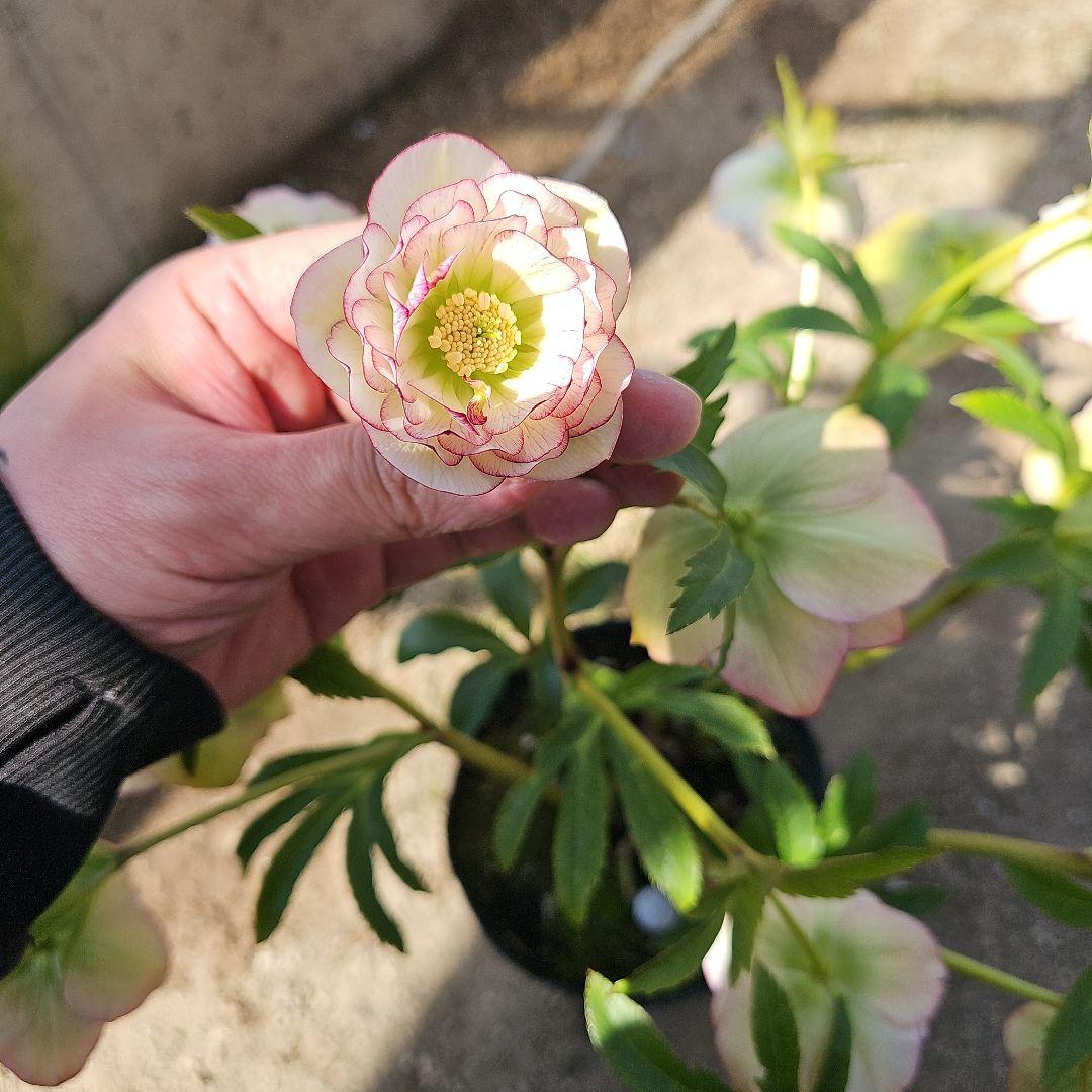 八重咲きクリスマスローズ